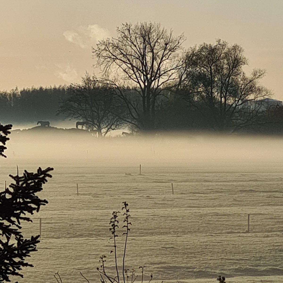 Mist in Rijkerswoerd.