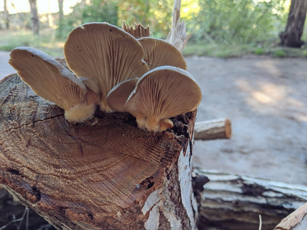 Maia__Ha's tweet photo. Oyster mushroom found on fallen logs are edible. Spotted in our garden, we picked, cooked and ate them. Very delicious. Stomach is still good.😊
#oystermushroom https://t.co/dbTwSEItsr