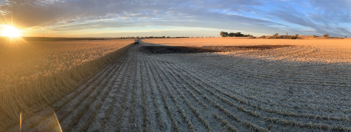 Morning sun reveals the evenings shenanigans. #Harvest20 Well done to Dad who was alone in the paddock at 10pm. Bit of wire through the mills we suspect
