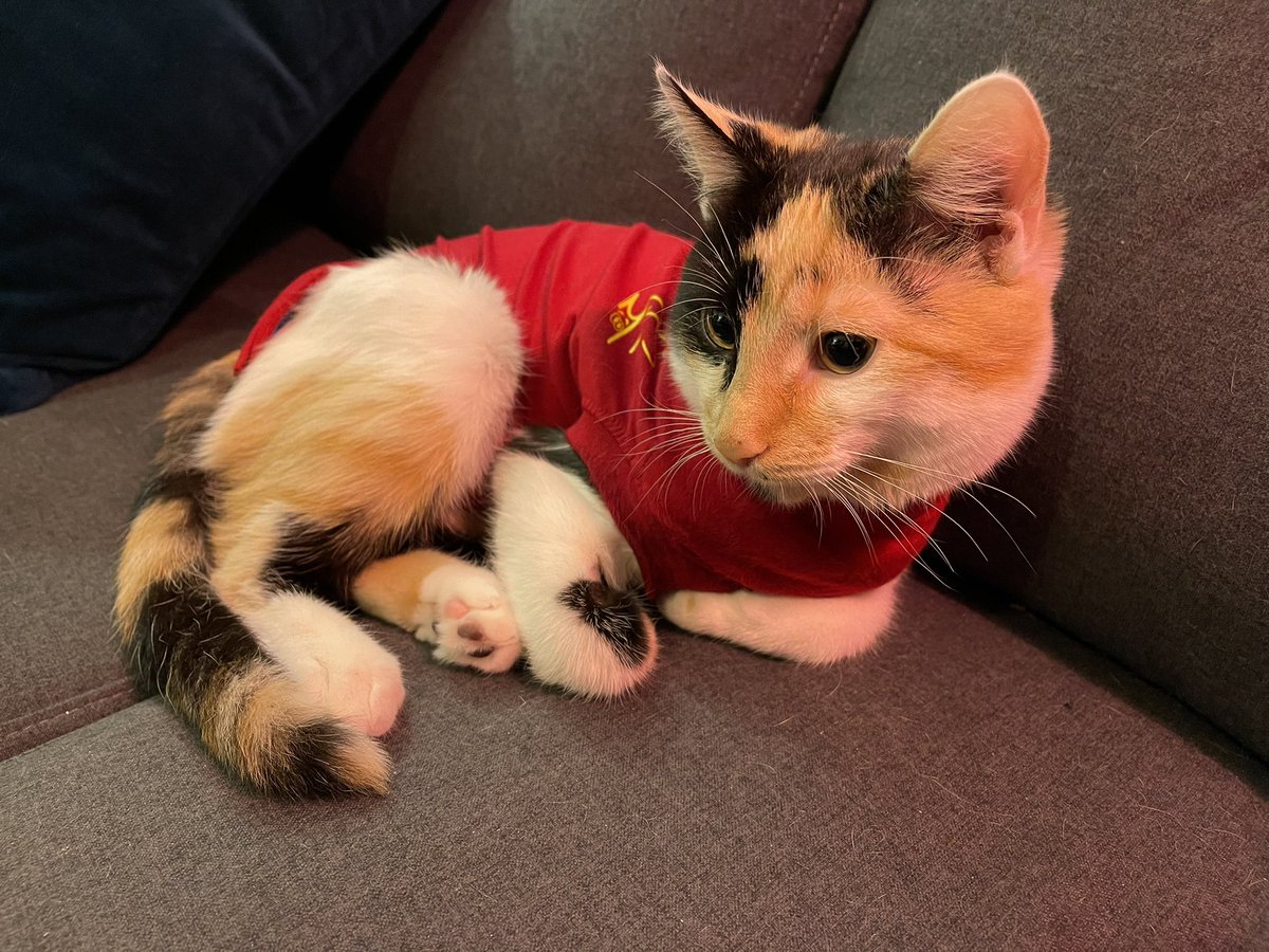 rachelandrew's tweet photo. Em is not very pleased about having to wear this suit. I’ve explained it is better than the cone of shame. #emcat https://t.co/esJlbUsJbL