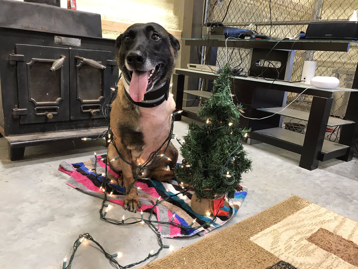 ISPcamps's tweet photo. JohnE is recovering and helping get into the Christmas season! Keep pushing forward trooper tripod! #happyhealing #troopertripod #ispcamps https://t.co/VAmpBrjFUo