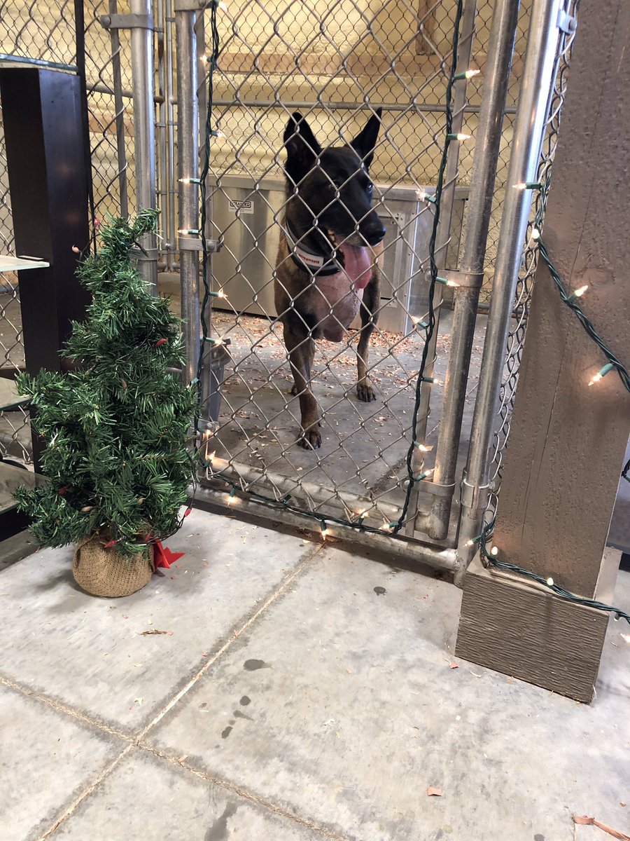 ISPcamps's tweet photo. JohnE is recovering and helping get into the Christmas season! Keep pushing forward trooper tripod! #happyhealing #troopertripod #ispcamps https://t.co/VAmpBrjFUo
