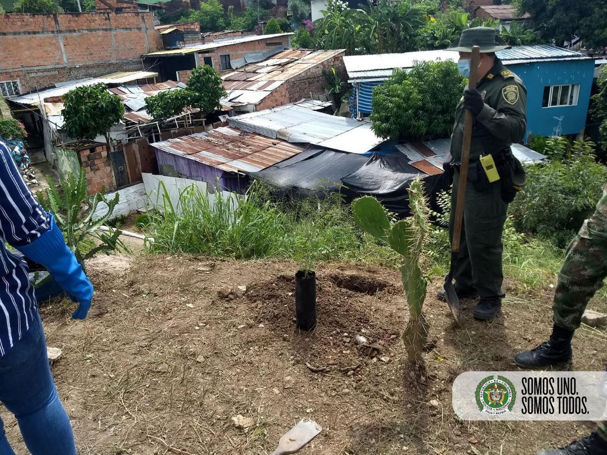 PoliciaCmarca's tweet photo. En 𝗚𝗶𝗿𝗮𝗿𝗱𝗼𝘁, con nuestro Grupo Ambiental @ProteccionPonal, @COL_EJERCITO, @CAR_Cundi, #DATMA y #Alcaldía realizamos jornada de recolección de desechos y la siembra de 20 árboles carboneros. https://t.co/aj2LSlN9Ji