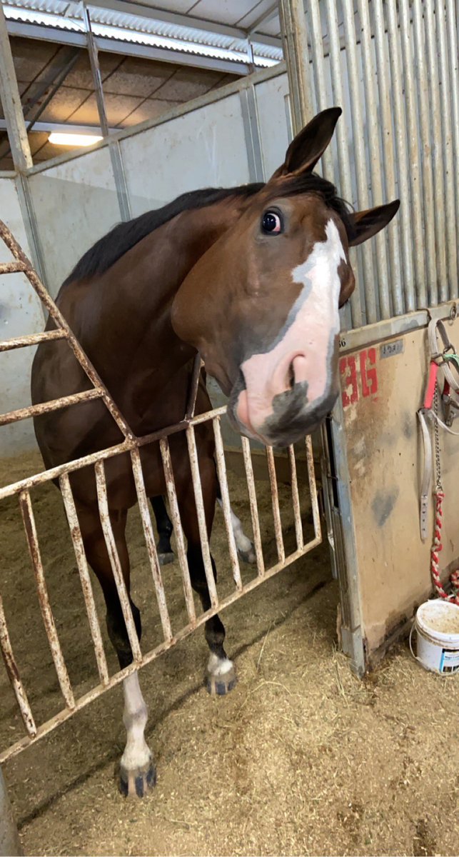 brburton17's tweet photo. Wishing the boys GOOD LUCK tonight in the $1 Mil Texas Classic Futurity tonight! #WatchMeBeFamous #DashNLeader #BardRacing https://t.co/KVPj1r3Mu6