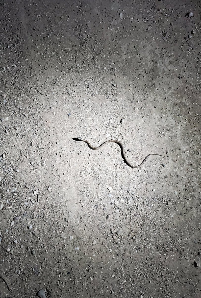 MatthewDaddario's tweet photo. New friends are everywhere! Almost, anyway. This guy couldn't give me the time of day. No wrists, you see. https://t.co/P7FDSJ6lti