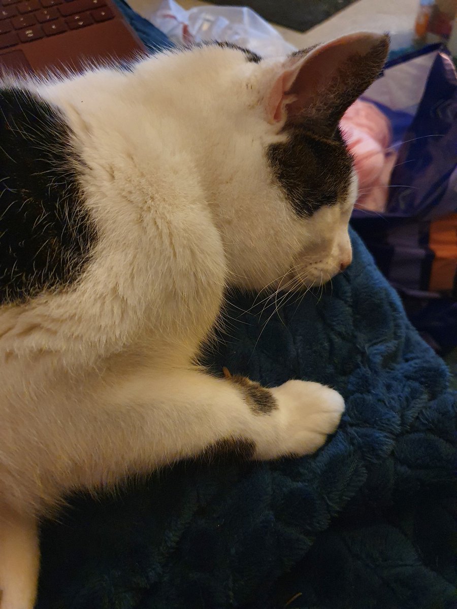 KatEasthope's tweet image. So it would seem that @DarrenCriss has lulled #OtisKitty to sleep. At least he's not climbing the tree. #decaid