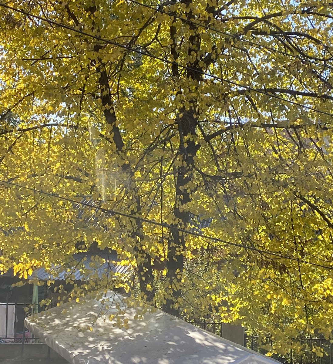 fajno's tweet photo. The sound of a chainsaw on my favorite tree is like a sound of gunshots (God forbid) #bye #grieve https://t.co/CCD8chwle1