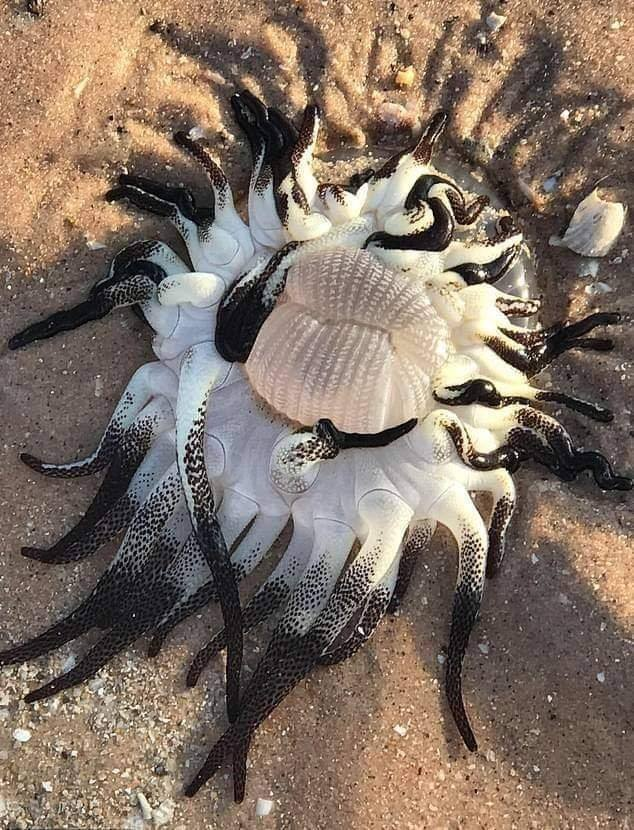 KapeciaResists's tweet photo. This bizarre sea creature has washed up on a beach in Australia, baffling locals with its alien appearance and masses of mottled black tentacles. What do you think it is? https://t.co/iwDdQAkQ0H