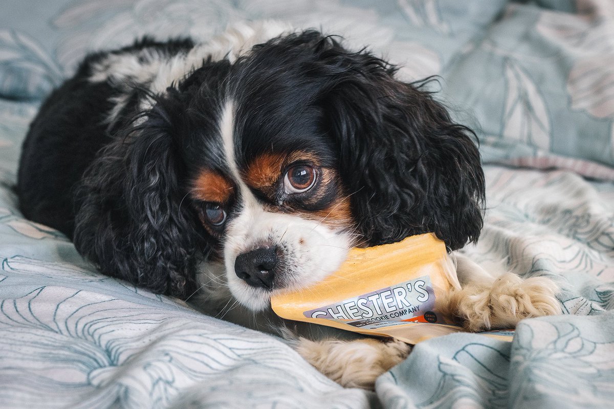 Marley approves. <a href="/CookiesCanine/">ChestersCanineCookies</a> !

I highly recommend them.

This was their monthly Halloween special! Pumpkin and cinnamon. 

Just ordered the November special and a Christmas box for him.

Affordable, healthy AND 15% off using BLACKFRIDAY all weekend!