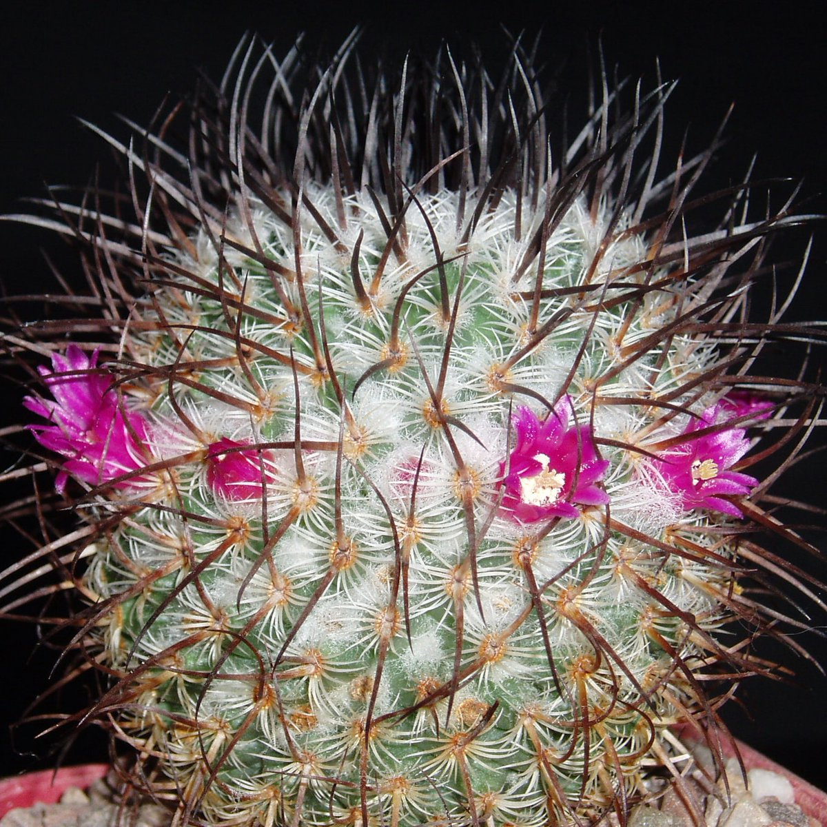 Sussexcactisuc1's tweet photo. Are you ready for a long name? Mammillaria huitzilopochtli subsp. niduliformis 

#cactus #sussexcacti #sussexbcss #cactusclub #bcss #mammillaria https://t.co/q8bcv2cRMj