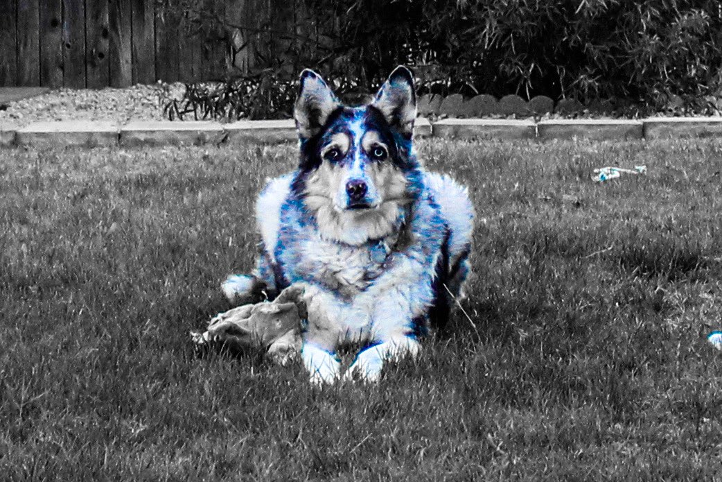 Residntevlfrk20's tweet photo. Majestic af! Just love my new camera . 😻😍 #animallovers #catsofinstagram #dogsofinstagram #photography #lifeofpets https://t.co/l0BPZFlZ5z