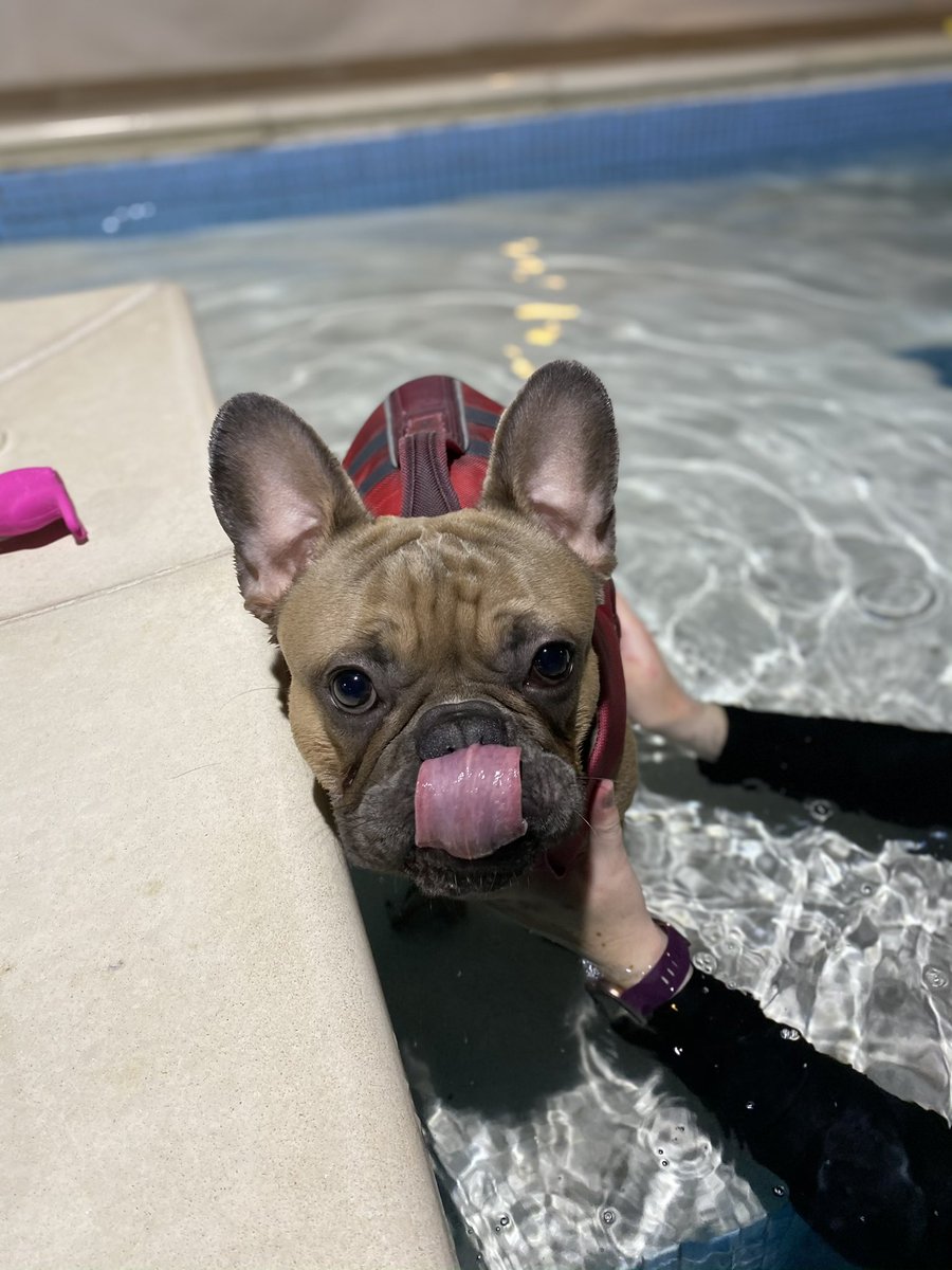 DJCharlieLondon's tweet photo. @Chris_CPH He’s much better, still a nutcase and sadly still walks on the lead, but few more weeks and he’ll be back to running and playing with the other doggos!! Also heres a cute pic of him at Hydrotherapy! 🤿🏊🏼‍♂️🐶 https://t.co/cWmwUEF0GD