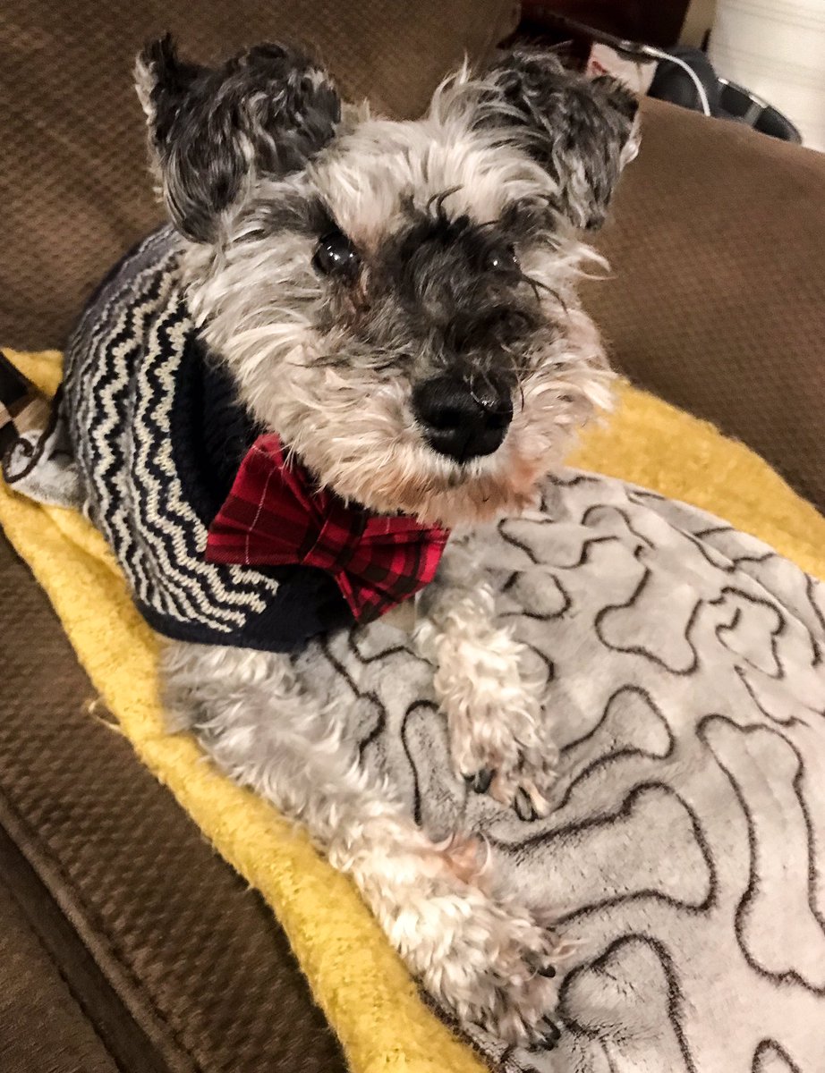 ellewritenow's tweet photo. Little angel Abby looking cozy + festive in her Mo’s Bows bow tie!
#puppy #dog #doglover #animallover #bowtie #mosbows #dogsweater #dogsoftwitter #MosBowsYYC #handmade #shoplocal https://t.co/sIT73VmKgL