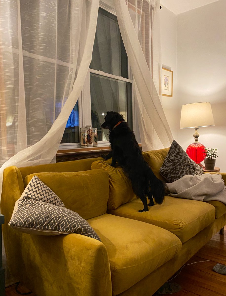AnthroDogs tweet picture