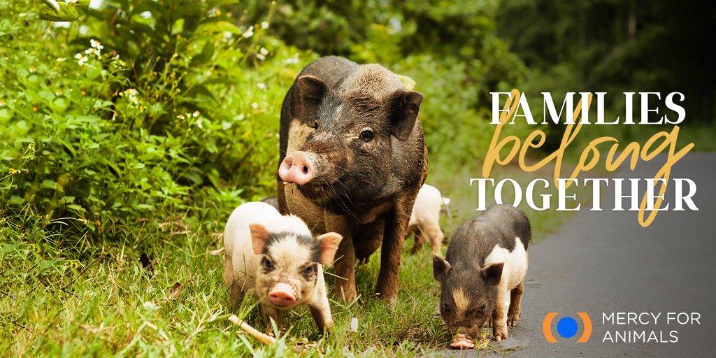 MercyForAnimals's tweet photo. Humans aren't the only ones who love their babies. 💗 https://t.co/f6sE536Efi