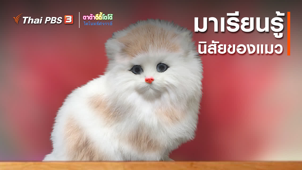 Thai PBS on Twitter: Thai Pbs On Twitter: