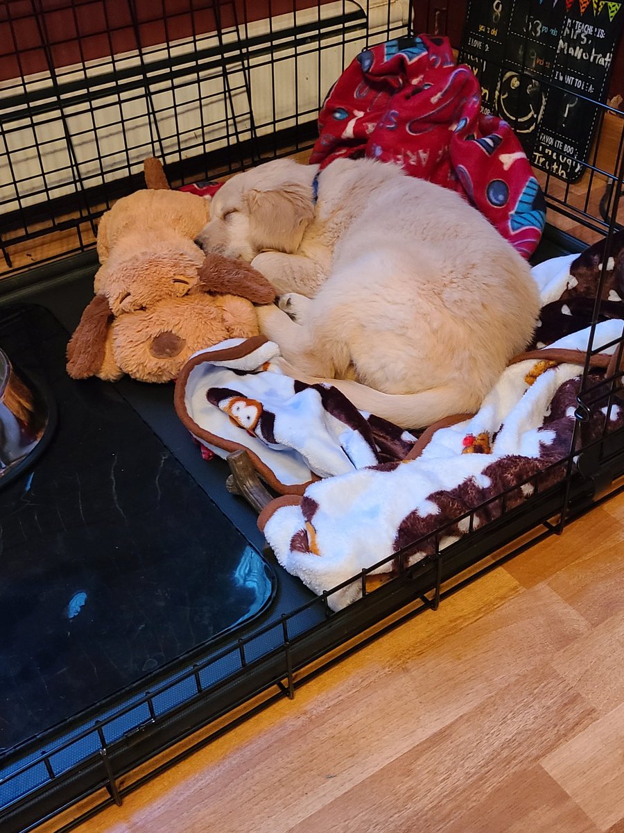 JulieNardone3's tweet photo. @smartpetlove Maverick loves his Snuggle Puppy so much! The blanket and the chew toys are big hits too! Thank you for this amazing product! #puppylove #goldenretriever https://t.co/pMqmvkoKON