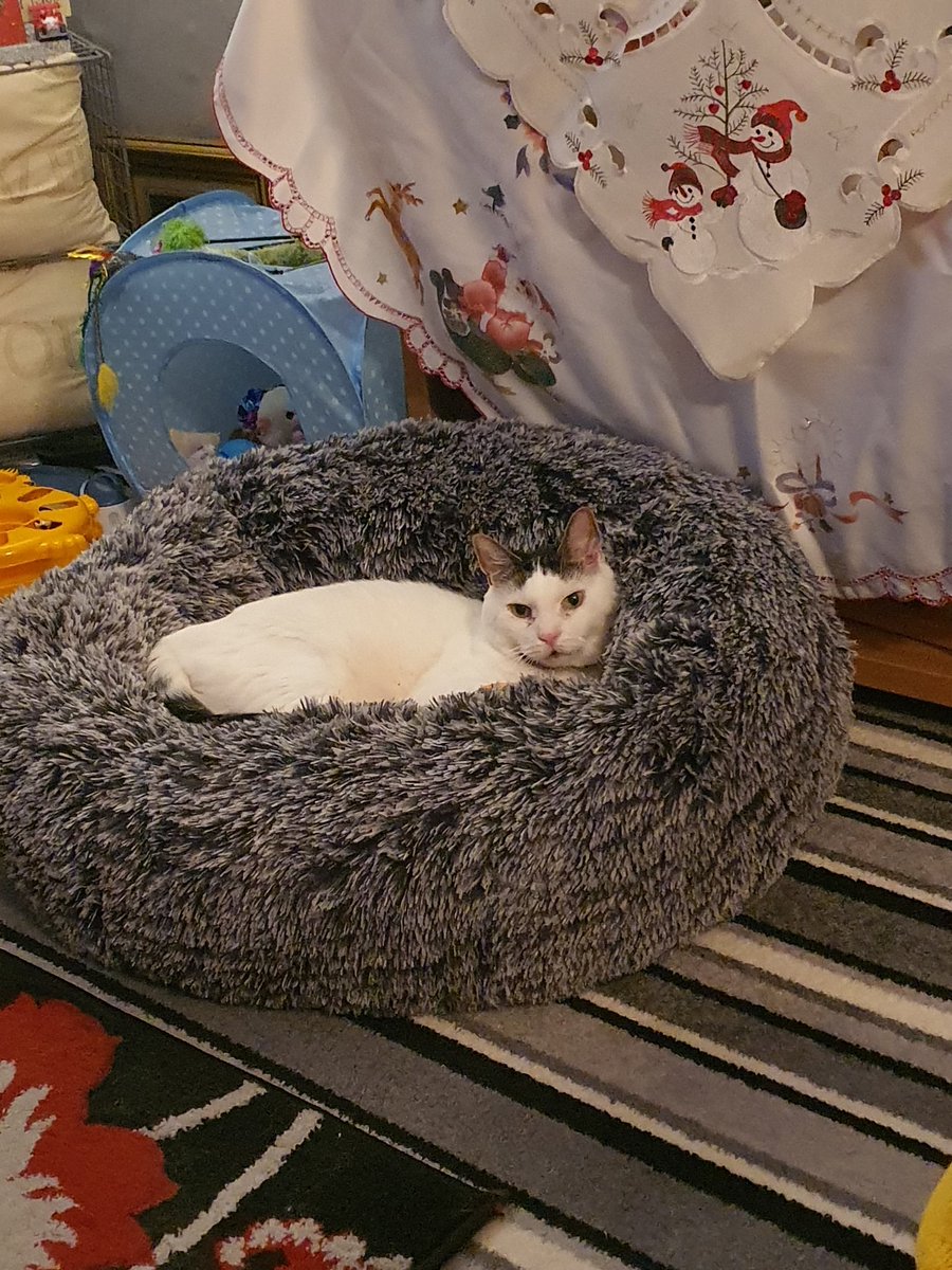 feebee1972's tweet photo. #QVC great recent purchase from cover homes cats love it, this is the medium and he's about 4kg https://t.co/UtjekY0d6T