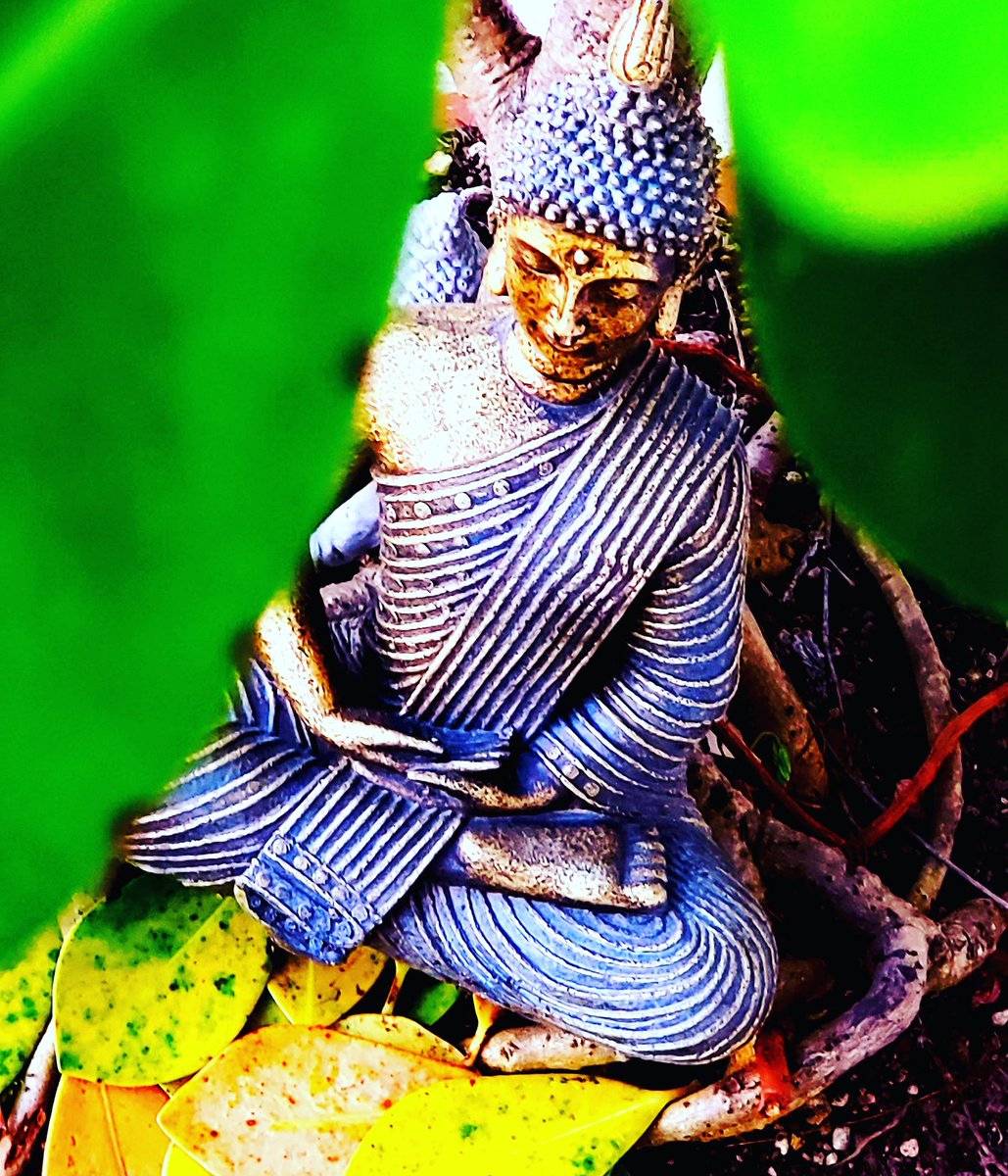 gastrosv's tweet photo. Encontré a #bhuda sentado. 

- Hay que ser como la semilla - me dijo - 
- Enterrarse en medio del silencio y obscuridad para ser un árbol 🌳 fuerte que da frutos y sombra. 

#SaturdayVibes https://t.co/sc9GaGu2LN