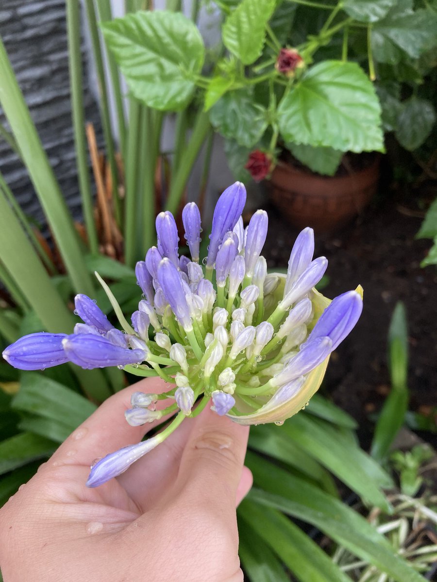 jardinviviente's tweet photo. El paso a paso de las flores de Agapanthus https://t.co/ahFdVgWcjo