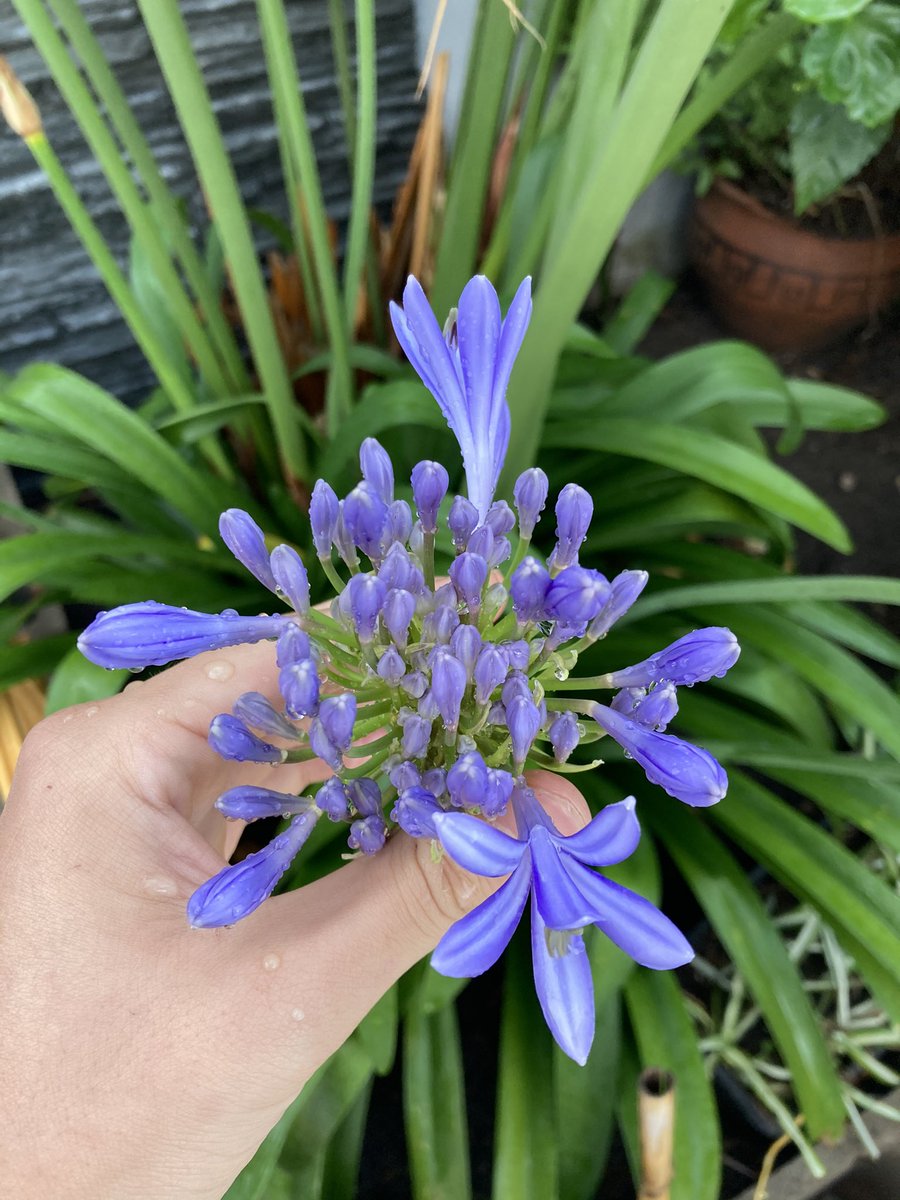 jardinviviente's tweet photo. El paso a paso de las flores de Agapanthus https://t.co/ahFdVgWcjo
