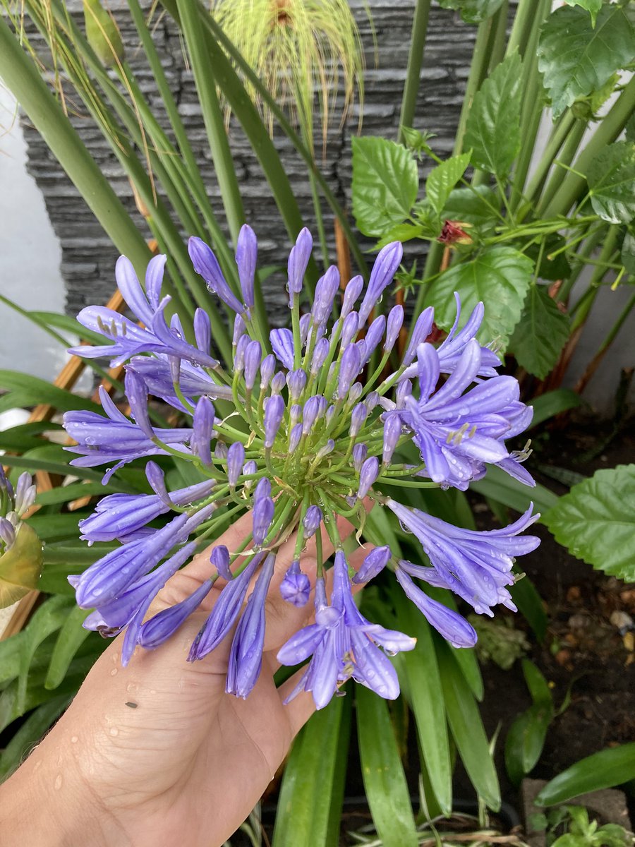 El paso a paso de las flores de Agapanthus