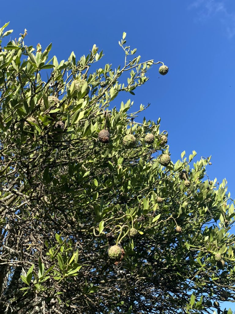 Inundated with white butterflies the last couple of weeks? Large numbers of caper white butterflies migrating and searching for local hosts. australian.museum/learn/animals/…   toowoombaplants2008.blogspot.com/2009/11/best-b…