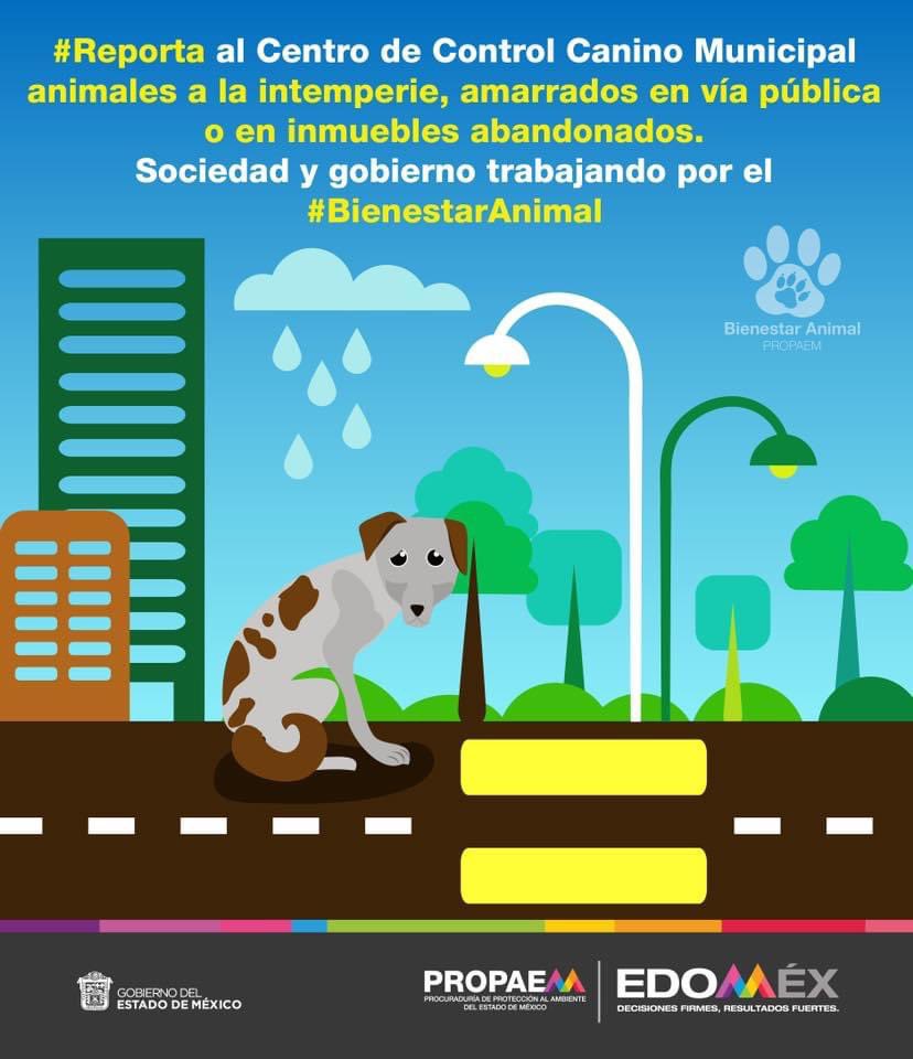 propaem_sma's tweet photo. #Reporta al Centro de Control Canino Municipal animales al intemperie, amarrados en vía pública o en inmuebles abandonados. Sociedad y gobierno trabajando por el #BienestarAnimal https://t.co/m6A6fOouc2