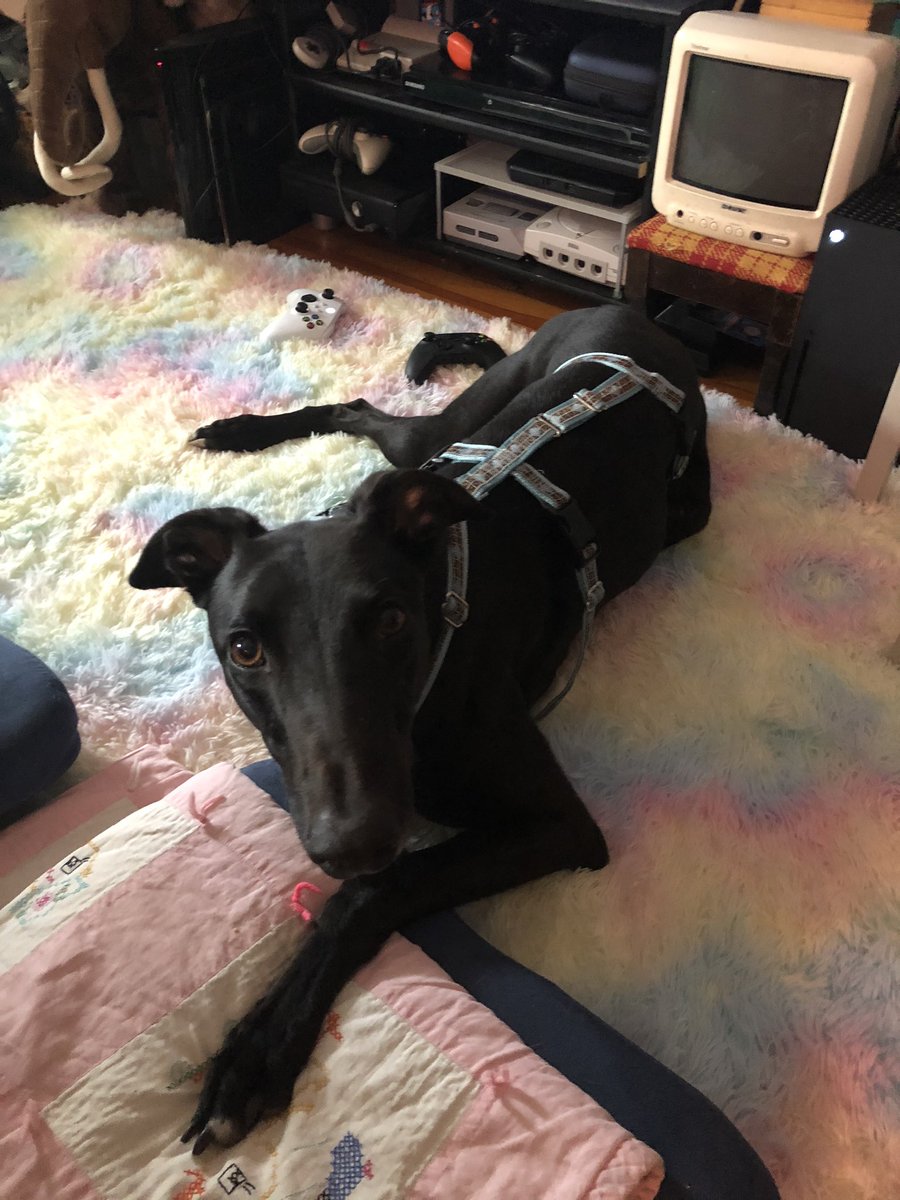 BoardgameHound's tweet photo. Ready to play some @Xbox!

This is how you do it, right?

X #Gamer #dogsoftwitter https://t.co/eGT9EIx3dI