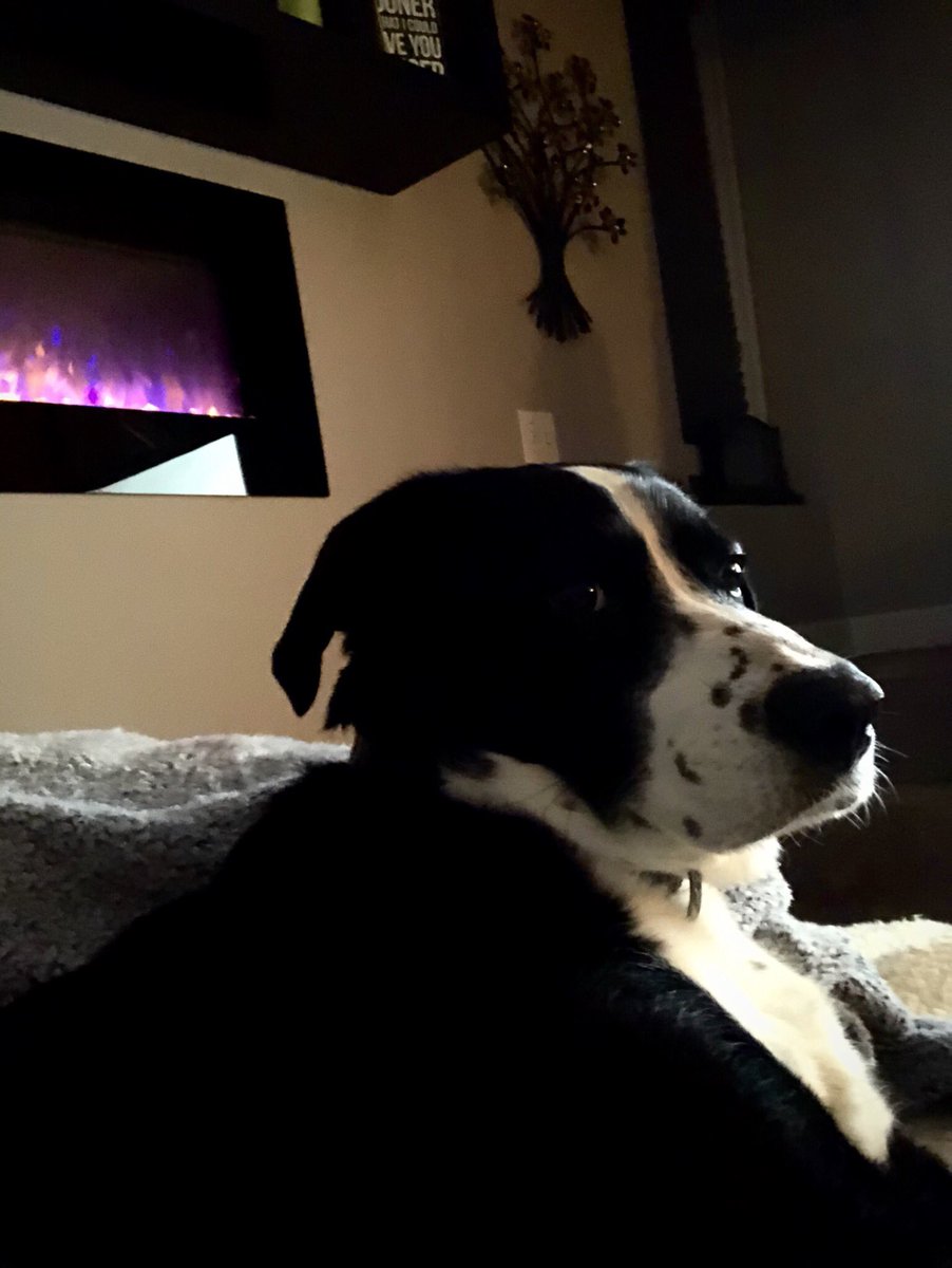 BoardgameDog's tweet photo. Cozy by the fireplace tonight. What are you pups up to?

#dogsoftwitter https://t.co/HjPOAGlp11