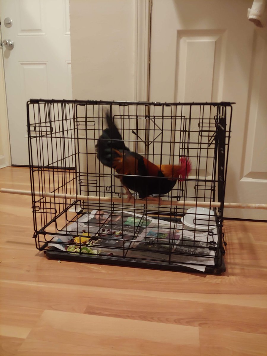 thirteenpints's tweet image. my roommate &amp;amp; i went out to get alcoholic shushees and returned w a tiny rooster