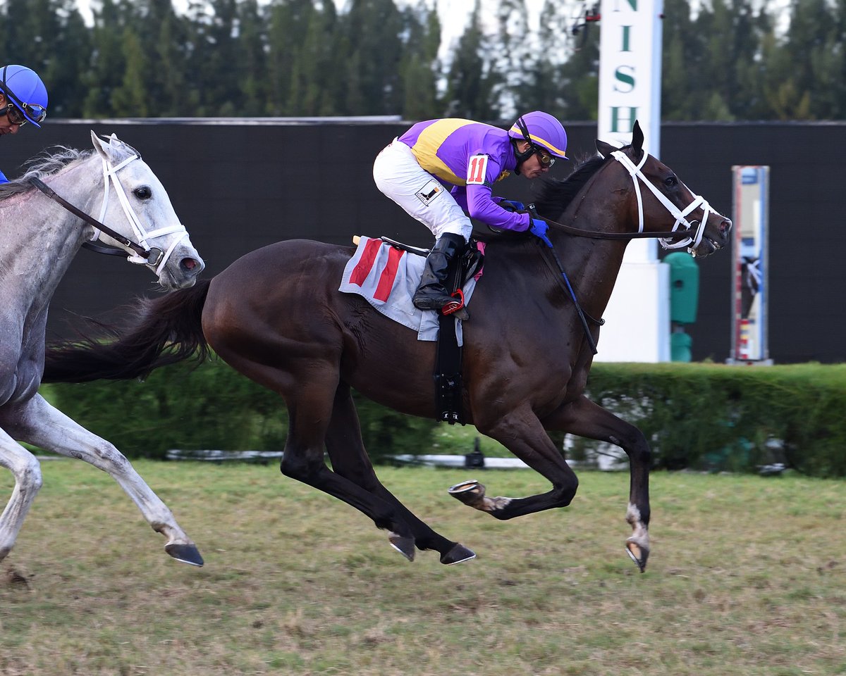 CanalHipicaTV's tweet photo. En el siguiente enlace a la nuestra página web puedes disfrutar del Resumen de la jornada final en #GPWest #GulfstreamPark del Sábado 28 de Noviembre:
👉https://t.co/FBumaLHEiG
📷 @RyanFromChicago / @coglianesephoto. https://t.co/EaDNSUjwQ2