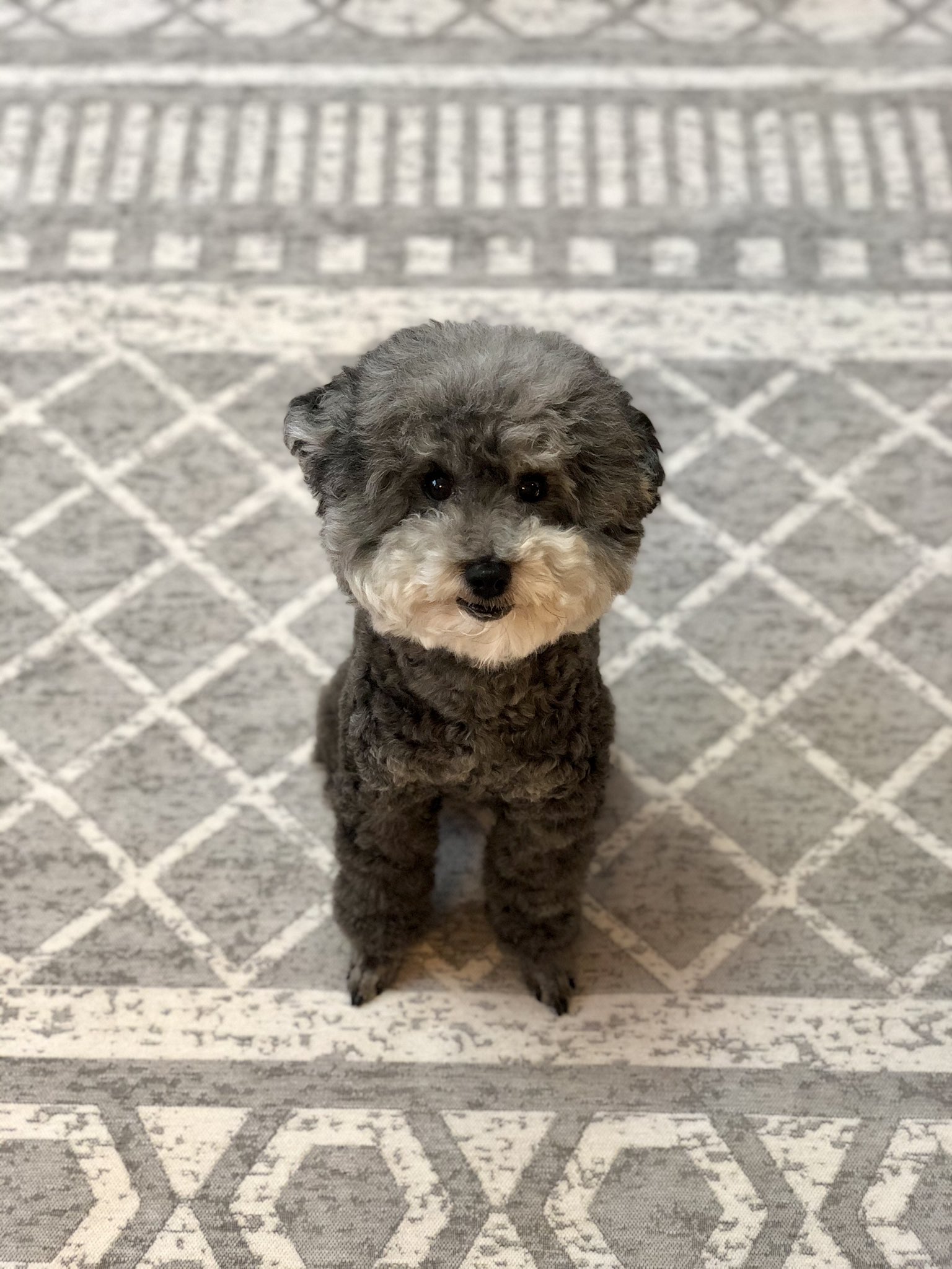 吉井 ブラッシング済み犬 吉井 ブラッシング済み犬