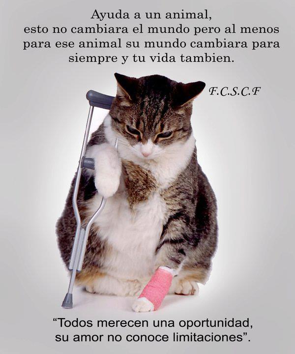 Animalesmsjs's tweet image. 