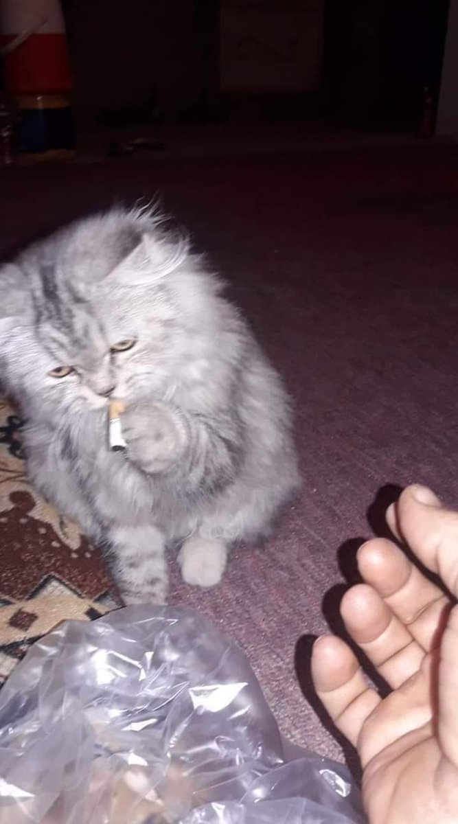 adrian_zeick's tweet photo. Catnip?
Hace mucho no escucho ese nombre. :3 https://t.co/RPi6OagjgR