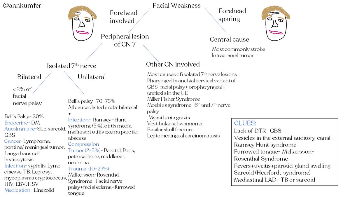 Ann Marie Kumfer (@annkumfer) on Twitter photo Facial weakness, what is on your differential? How does bilateral facial weakness change the ddx? This is inspired by <a href="/nsrosenberg/">Noah Rosenberg, MD</a> <a href="/CPSolvers/">The Clinical Problem Solvers</a> VMR presentation from 11/26 (clinicalproblemsolving.com/morning-report…). What would you add or change? Also, as you can probably tell, I am no artist... Facial weakness, what is on your differential? How does bilateral facial weakness change the ddx? This is inspired by <a href="/nsrosenberg/">Noah Rosenberg, MD</a> <a href="/CPSolvers/">The Clinical Problem Solvers</a> VMR presentation from 11/26 (clinicalproblemsolving.com/morning-report…). What would you add or change? Also, as you can probably tell, I am no artist...