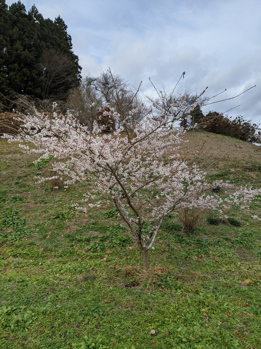teshigawaram's tweet photo. いやしの郷北境　桜満開 https://t.co/gMaI6qCwbS