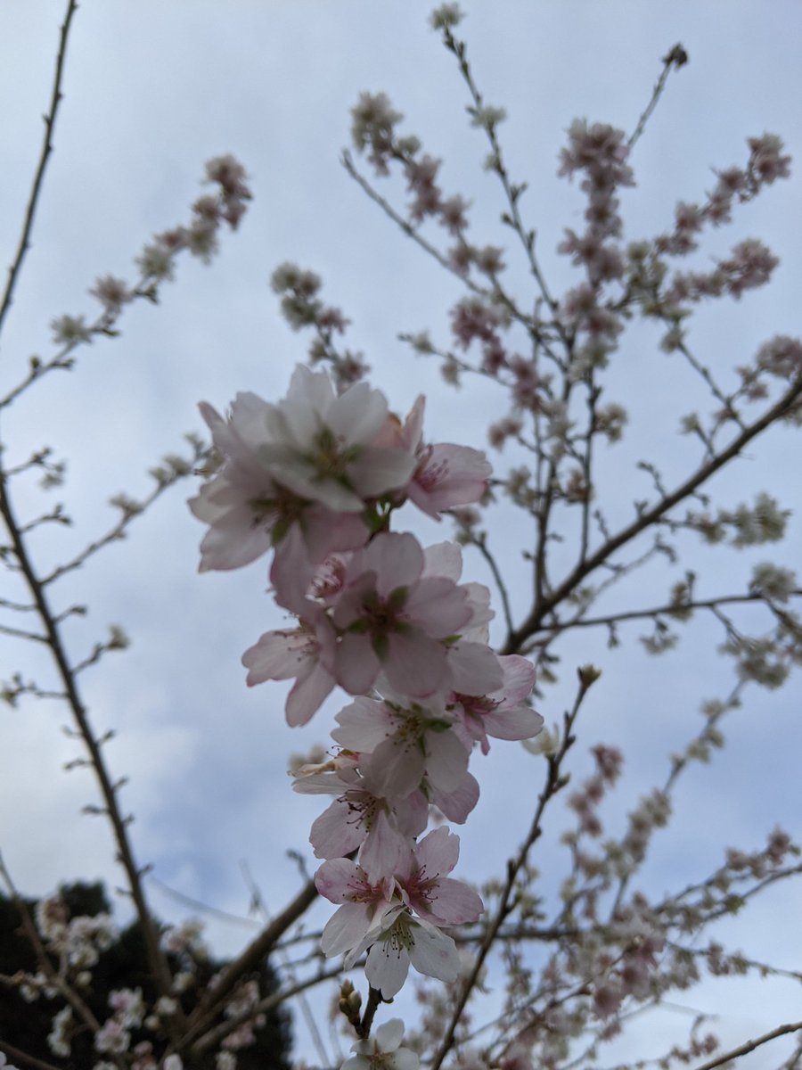 teshigawaram's tweet photo. いやしの郷北境　桜満開 https://t.co/gMaI6qCwbS