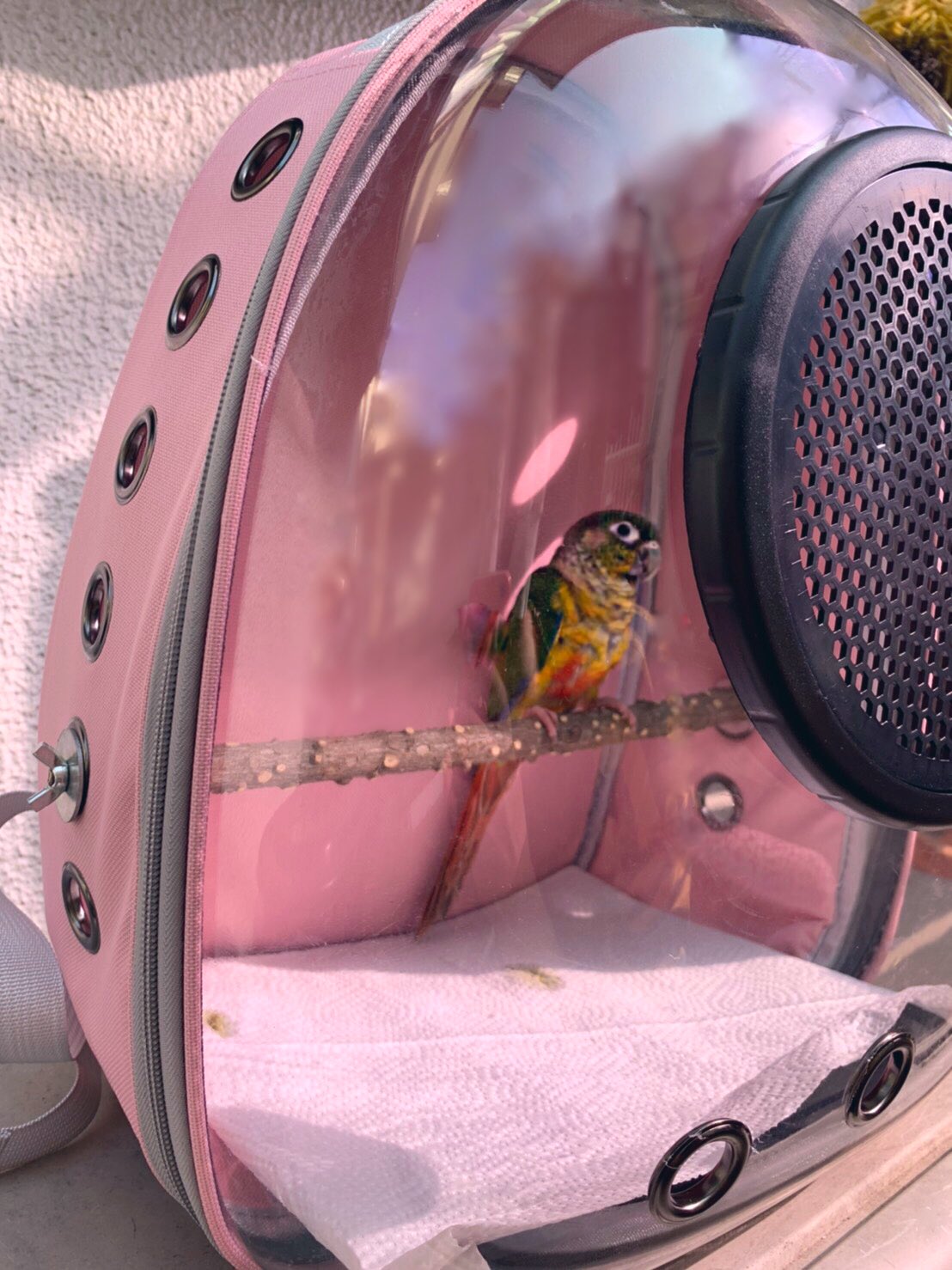 えとぴりかtokyo えとぴりかオリジナルバードリュック ショルダー型とはまた違った可愛さ 今回もスタッフの鳥さんに入ってもらいました 小型から中型の鳥にぴったり リュック型はピンクと青の2色がございます こちらもお散歩だけではなく 非常時