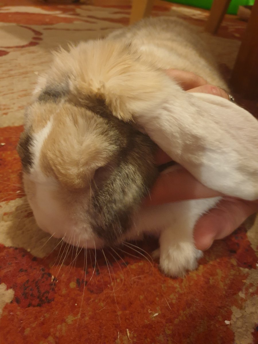 We buns are hard working. I help as a therapy bunny to the man-hoom. I had to put up with a whole 20mins of cheek rubs!!...... don't tell them but I love it, if they learned the truth they may not pay me in treats anymore. #bunniesoftwitter #rabbit #bunny #RabbitsOfTwitter