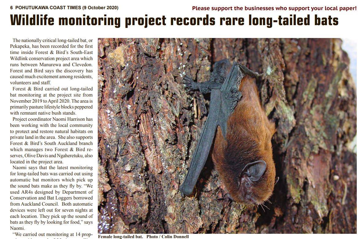AusBats's tweet photo. Exciting news for the #NZ #longtailedbat Forest and Bird are monitoring bat populations in the #Wildlink conservation project area between Manurewa and Clevedon (NZ). Between November 2020 and April 2021 they require volunteers: contact Naomi on n.harrison@forestandbird.org.nz https://t.co/w8uG7tKtuZ