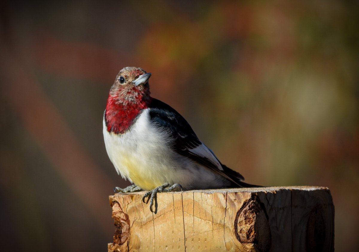 Molting into its full adult plumage -- the always stunning and gorgeous red-headed woodpecker. 

#redheadedwoodpecker #nature #naturephotography #bird #birdlovers #naturelovers #natureonly #wildlife #bird #woodpecker #birdsofohio