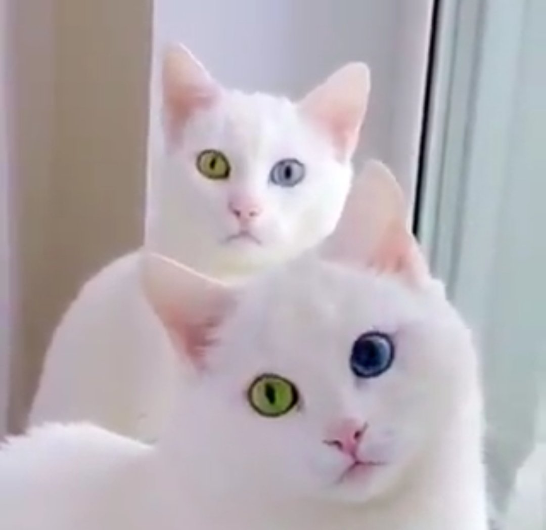 Bir kediyle geçirilmiş vakit asla zaman kaybı değildir.