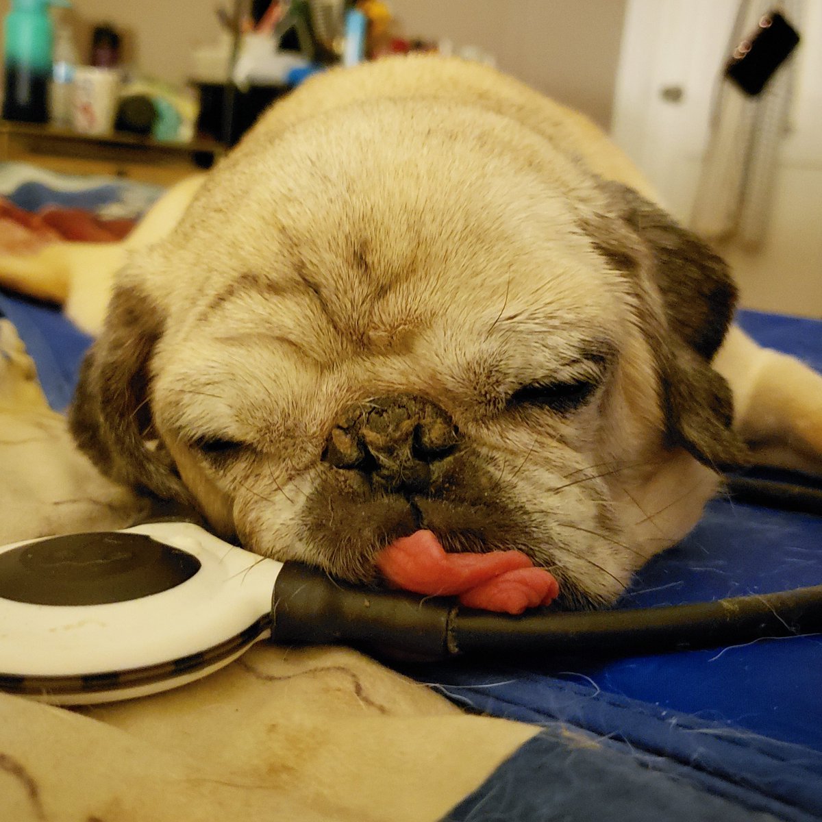 funaek's tweet photo. Sunny fell asleep during our nightly light therapy &amp; #assisiloop session. https://t.co/Qx6ghkuIDx