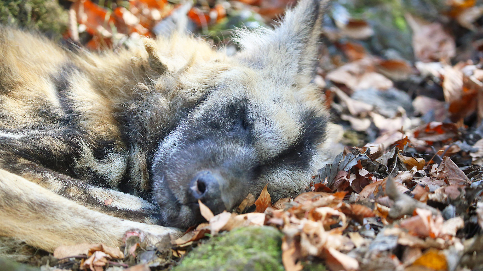 富士サファリパーク公式 落ち葉に 埋もれる フカフカで 最高の寝心地です 動物たちに人気の落ち葉ベッド リカオン ワイルドドッグ 富士サファリパーク T Co Hypvfpbgnv T Co 5ib8n2vguk Twitter