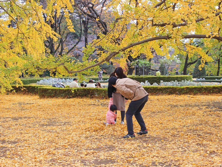 新宿御苑の紅葉 見頃の時期と色づき状況
