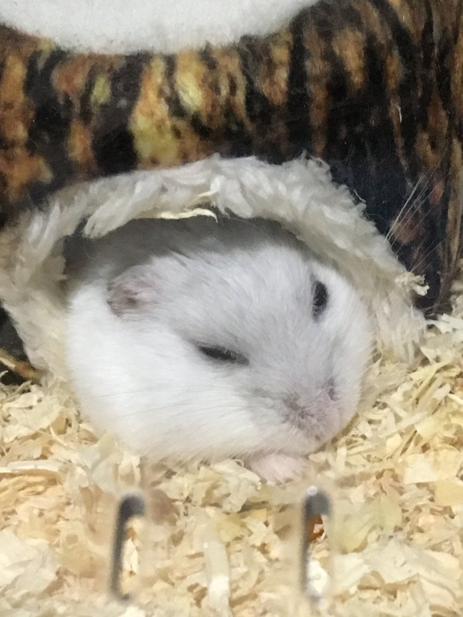 PSVueS3dIuRhEW2's tweet image. ぐっすり、すやすや(´ - ω - ｀)