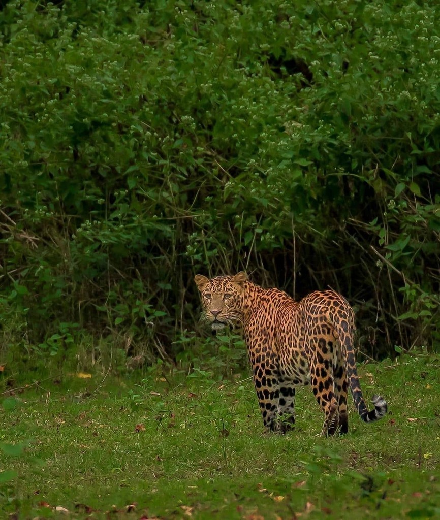 BigCatsIndia's tweet photo. New Competitor in the Hot of Black Panther Territory
This guy is huge and bold started scent marking in panther's prime area.
.
.
.
Follow @bigcatsindia for more
Pic Credits @shan_sarvan
#bigcatsindia #bigcats #savebigcats #savetigers #savelions #saveleopards #savewi… https://t.co/5MCee0oEwy