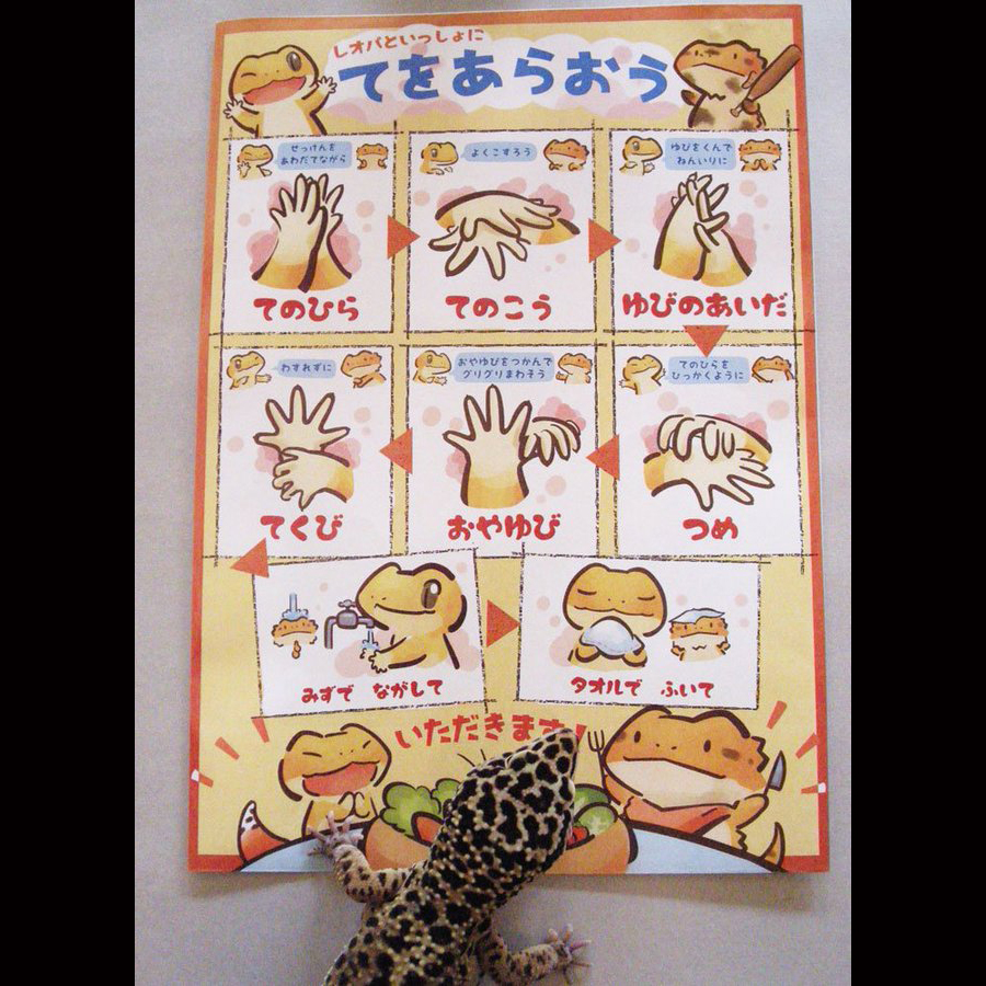 reptilescafe's tweet photo. 日差しが少なく、気温も上がらない予報の横浜
お店はぼんやり営業中(11時〜17時まで)です
写真は
市内某所で保護されて1ヶ月、カメラに大接近するほど慣れた #アルゼンチンレッドテグー さんです
#爬虫類カフェ #reptilescafe
#テグー #RedTegu #保護ペット #保護爬虫類 #ProtectedPets https://t.co/FfTsRF8HJL