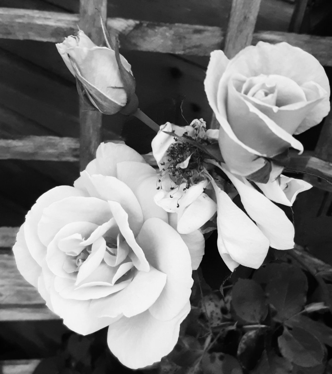 ❝𝘼𝙪 𝙍𝙚𝙫𝙤𝙞𝙧.❞

♤_ Exo Warlock Male
♤__ Gay - Somewhat Bi-Curious
♤___ Open Roleplay [NSFW Focus]
♤____ Dark Themes

♤—–— [More Details Below]—–—♤